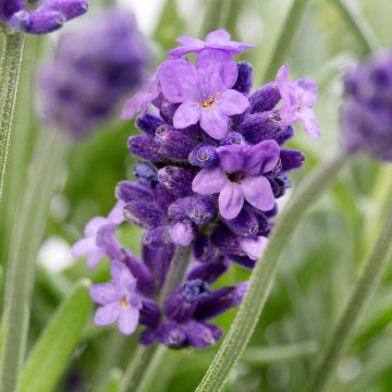 Lavandula Cleo-Patio Blue (Samen) - Echter Lavendel
