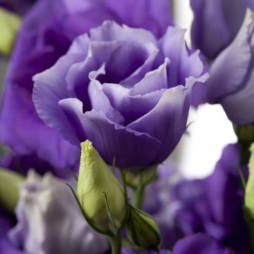 Lisianthus F1 Cessna Blue III (pillierte samen) - Prärie-Enziane
