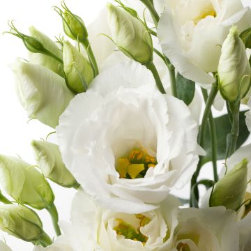 Lisianthus F1 Cessna Pure White III (pillierte samen) - Prärie-Enziane