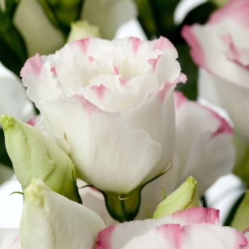 Lisianthus F1 Cessna Rose Picotee III (pillierte samen) - Prärie-Enziane