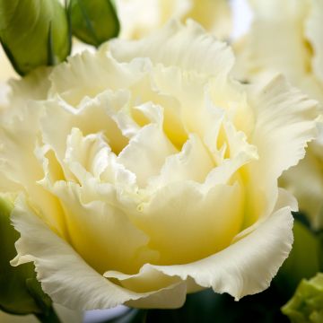 Lisianthus F1 Cessna Yellow III (pillierte samen) - Prärie-Enziane