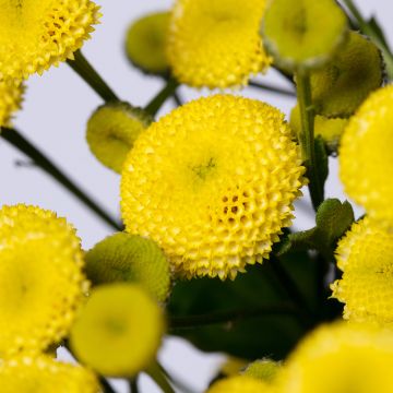 Mutterkraut Amazone (Pillierte Samen) - Tanacetum parthenium