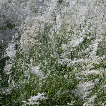 Graines de Melinis minutiflora Silver Queen - Graminée vivace Graines de Melinis minutiflora Silver Queen - Graminée vivace