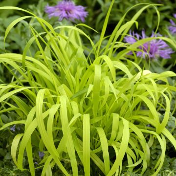 Graines de Milium effusum Aureum - Millet doré