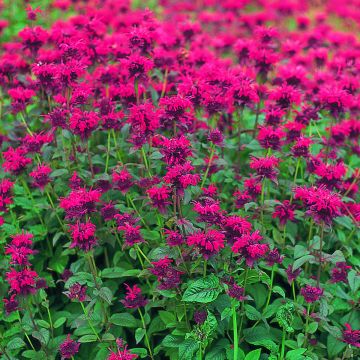 Graines de Monarde didyma Panorama Red Shades - Bergamote 