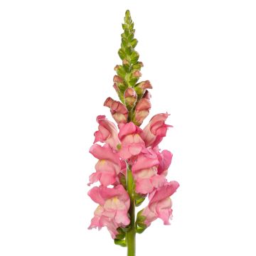 Löwenmäulchen F1 Avignon Cherry Rose II - Antirrhinum majus
