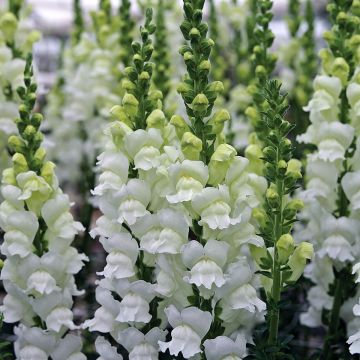 Graines de Muflier Opus III/IV Fresh White - Antirrhinum majus