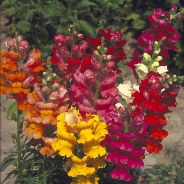 Löwenmäulchen Majestic Mix (Samen) - Antirrhinum majus