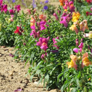 Graines de Muflier nain Magic Carpet Mix - Antirrhinum majus