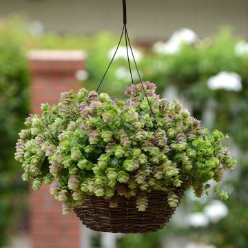 Gewöhnlicher Dost Kirigami (Pillierte Samen) - Origanum rotundifolium Gewöhnlicher Dost Kirigami (Pillierte Samen) - Origanum rotundifolium