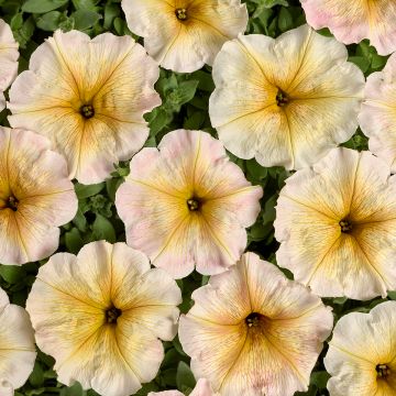 Petunia Ingrid F1 (Pillierte Samen)