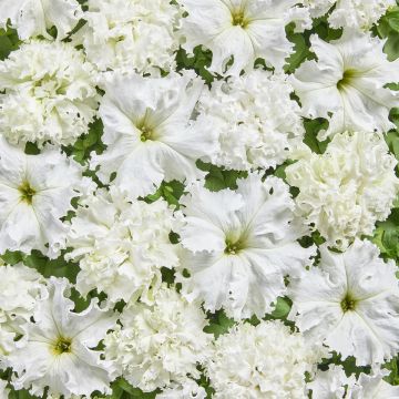 Petunia fimbriata White Double (Pillierte Samen)