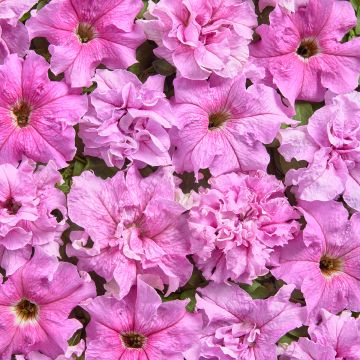 Petunia grandiflora Peace (Pillierte Samen)