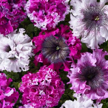 Petunia grandiflora Superbissima Cerny's Triumph (Pillierte Samen)