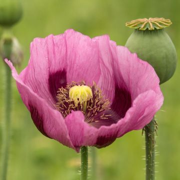 Schlaf-Mohn nigrum - Papaver somniferum