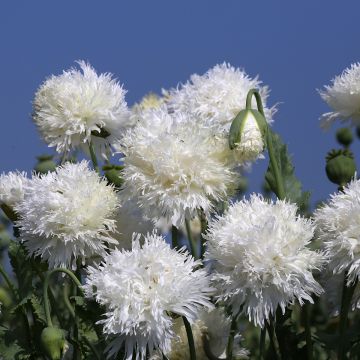 Graines de Pavot annuel White Swan - Papaver somniferum