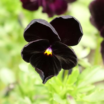 Stiefmütterchen Black Cristal (Samen)