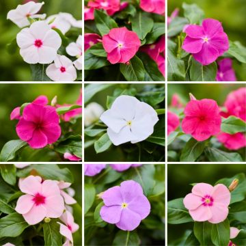 Rosafarbene Catharanthe Heatwave Mix (samen) - Catharanthus roseus