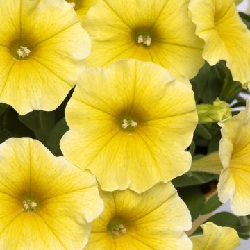 Graines de Petchoa Caliburst Yellow