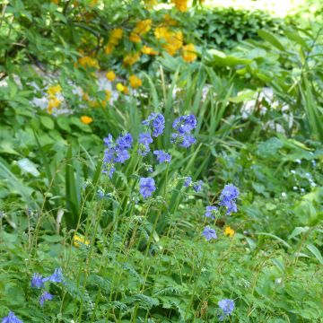 Graines de Polemonium caeruleum Blue Pearl Graines de Polemonium caeruleum Blue Pearl