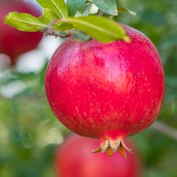 Granatapfelbaum (Samen) - Punica granatum