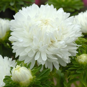 Graines de Reine-Marguerite King Size White - Callistephus chinensis Graines de Reine-Marguerite King Size White - Callistephus chinensis