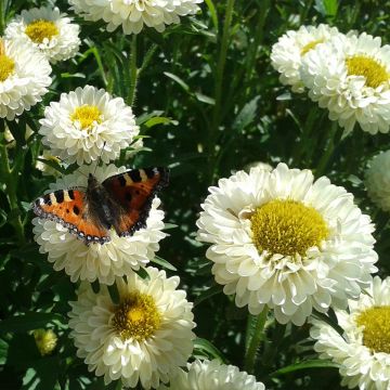 Graines de Reine-Marguerite Matsumoto Field grown Mix BIO - Callistephus chinensis Graines de Reine-Marguerite Matsumoto Field grown Mix BIO - Callistephus chinensis
