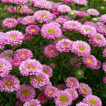 Graines de Reine-Marguerite Matsumoto Pink BIO - Callistephus chinensis Graines de Reine-Marguerite Matsumoto Pink BIO - Callistephus chinensis