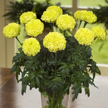 Aufrechte Studentenblume Nosento Limegreen F1 (Samen) - Tagetes Aufrechte Studentenblume Nosento Limegreen F1 (Samen) - Tagetes