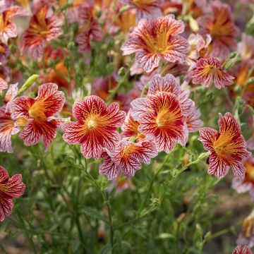 Graines de Salpiglossis sinuata Tora Red (graines enrobées)