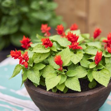 Feuer-Salbei Reddy Lime-leaved Red (Samen) - Salvia