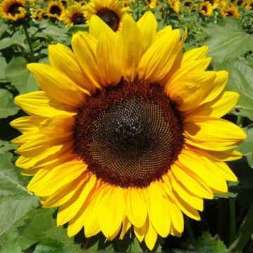 Sonnenblume Pro-Cut F1 Brilliance (Samen) - Helianthus annuus Sonnenblume Pro-Cut F1 Brilliance (Samen) - Helianthus annuus