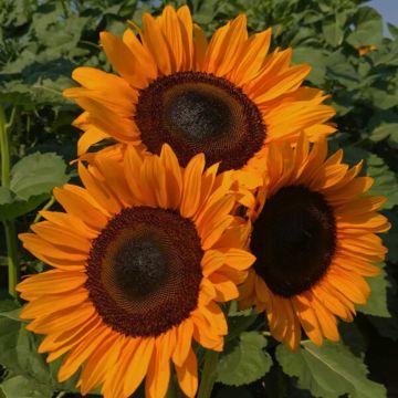Sonnenblume Pro-Cut F1 Orange DMR (Samen) - Helianthus annuus Sonnenblume Pro-Cut F1 Orange DMR (Samen) - Helianthus annuus