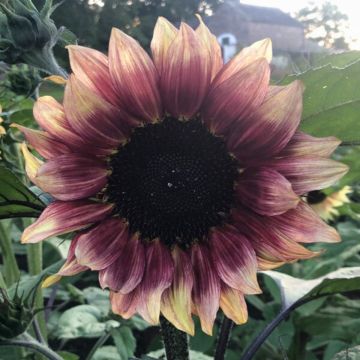 Sonnenblume Pro-Cut F1 Plum (Samen) - Helianthus annuus Sonnenblume Pro-Cut F1 Plum (Samen) - Helianthus annuus