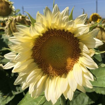 Sonnenblume Pro-Cut F1 White Lite (Samen) - Helianthus annuus Sonnenblume Pro-Cut F1 White Lite (Samen) - Helianthus annuus