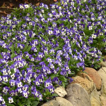 Graines de Viola cornuta Sorbet XP Delft Blue