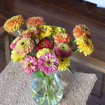 Graines de Zinnia elegans Queen Lime Bicolors Mix