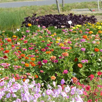 Graines de Zinnia nain Pépito Extra Mix