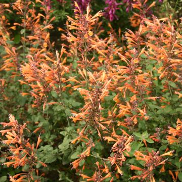 Agastache aurantiaca Apricot Sprite (Samen) - Duftnessel