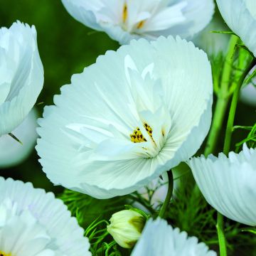 Schmuckkörbchen Cupcakes White (Samen) - Cosmos