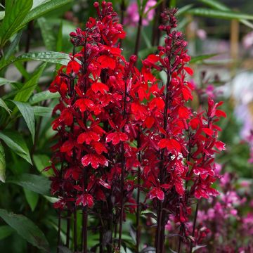 Prachtlobelie Fan Scarlet (Samen) - Lobelia speciosa