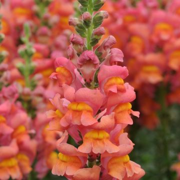 Löwenmäulchen Potomac Orange F1 (Samen) - Antirrhinum majus