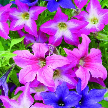 Petunia Sparklers (Samen)