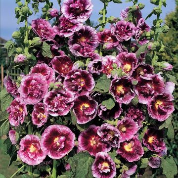 Alcea rosea Crème de cassis (Samen) - Gewöhnliche Stockrose