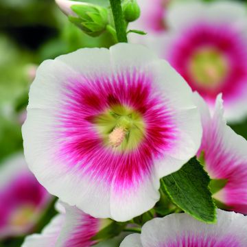 Alcea rosea Halo Blush (Samen) - Gewöhnliche Stockrose