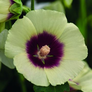 Alcea rosea Halo Cream (Samen) - Gewöhnliche Stockrose
