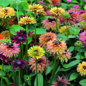 Rauher Sonnenhut Caramel mixed (Samen) - Rudbeckia