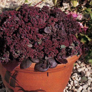 Fetthenne Turkish Delight (Samen) - Sedum ussuriense