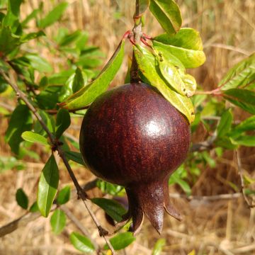 Granatapfelbaum Asmar - Punica granatum