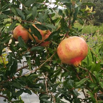 Granatapfelbaum Sverkrannyi - Punica granatumnatum Sverkrannyi